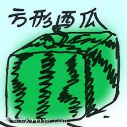 方形西瓜 square watermelon