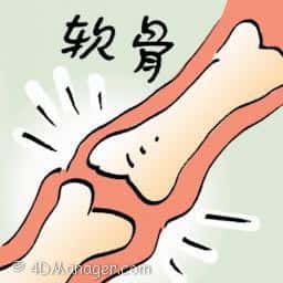 软骨 cartilage