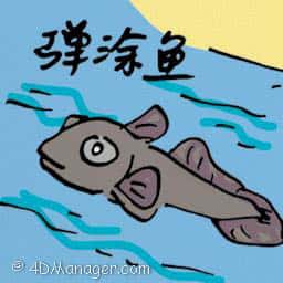 弹涂鱼 mudskipper