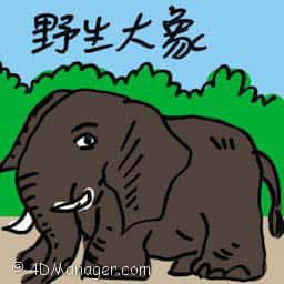 野生大象 wild elephant