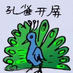 孔雀开屏 peacock flaunting